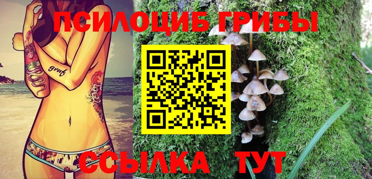 Волхов  Галлюциногенные грибы Psilocybe  Вход с VPN 